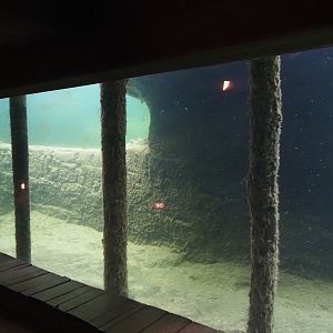 Serenga - Hippopotamus exhibit underwater, 2024-06-23