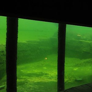 Serenga - Hippopotamus exhibit underwater, 2024-06-23
