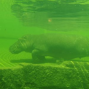 Serenga - Hippopotamus (Hippopotamus amphibius) underwater, 2024-06-23