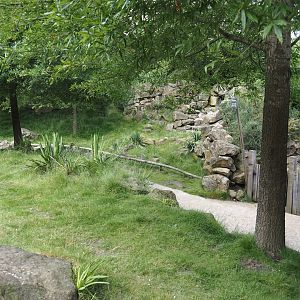 Serenga - Swamp wallaby walk-through exhibit, 2024-06-23