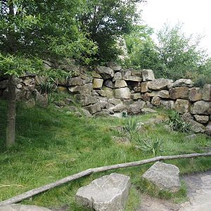 Serenga - Swamp wallaby walk-through exhibit, 2024-06-23