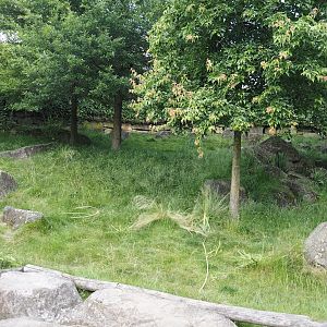 Serenga - Swamp wallaby walk-through exhibit, 2024-06-23
