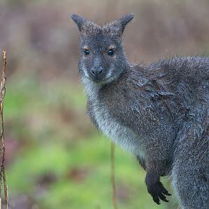 Red Necked / Bennett's Wallaby, ZSL Whipsnade, UK