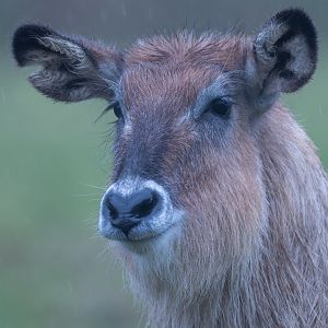 Defassa Waterbuck, ZSL Whipsnade, UK
