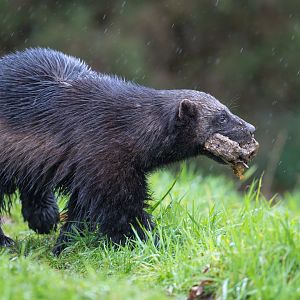 Wolverine (f), ZSL Whipsnade, UK