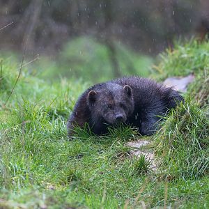 Wolverine (m), ZSL Whipsnade, UK