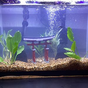New Aquarium
