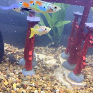 Guppies with an African Dwarf Frog in the Background