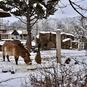 West Yard - High Desert Oasis