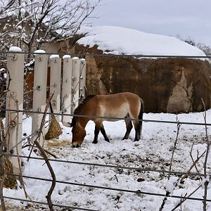 West Yard - High Desert Oasis