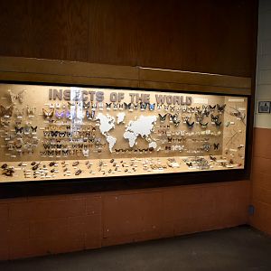 Insects of the World Display - Desert Zone - Small Animal Building