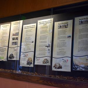 Madagascar Tortoise Conservation Display - Desert Zone - Small Animal Building