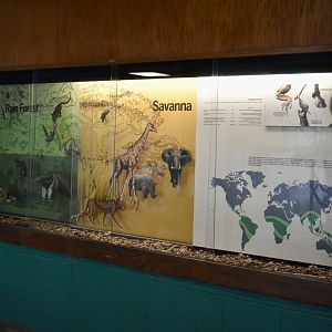 Tropics Display - Tropics Zone - Small Animal Building