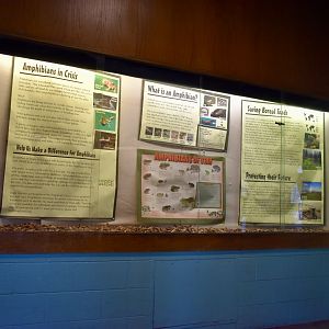Amphibian Display - Temperate Zone - Small Animal Building