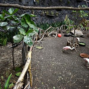 Rainforest Atrium - Small Animal Building