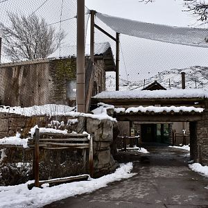 Cat Bridge - Asian Highlands