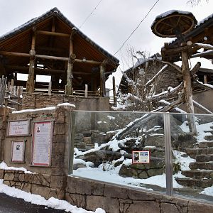 Lower Viewing - Red Panda Exhibit - Asian Highlands