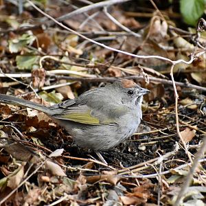 Green-tailed Towhee (Wild) - Asian Highlands