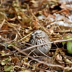 Song Sparrow (Wild) - Asian Highlands
