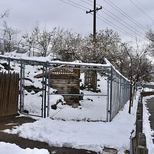 Right Yard - Markhor Exhibit - Asian Highlands