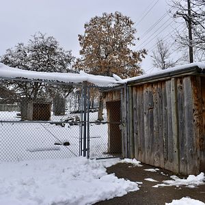 Left Yard - Markhor Exhibit - Asian Highlands