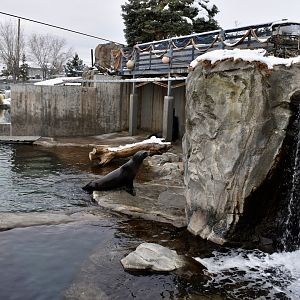 Seal and Sea Lion Habitat - Rocky Shores