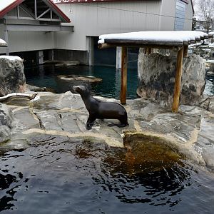 Seal and Sea Lion Habitat - Rocky Shores