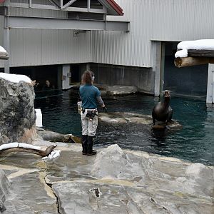 Training - Seal and Sea Lion Habitat - Rocky Shores
