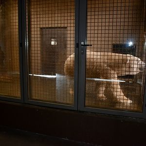 Bear Den - Rocky Shores