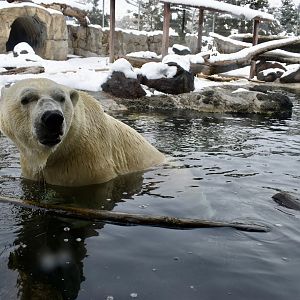 Male Polar Bear - Rocky Shores