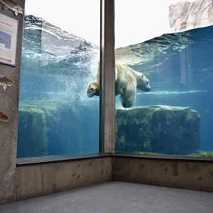 Underwater Viewing - Tidewater Cove - Rocky Shores