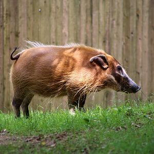 Red River Hog, June 2018