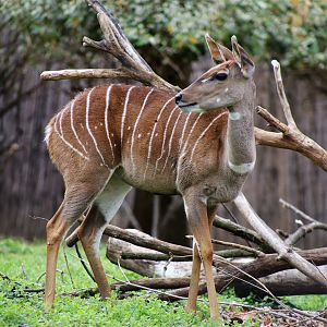 Lesser Kudu