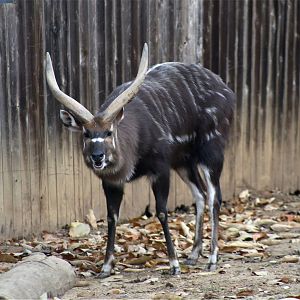 Sitatunga, November 2019
