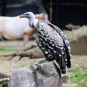 Rüppell's Vulture
