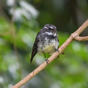 Grey Fantail