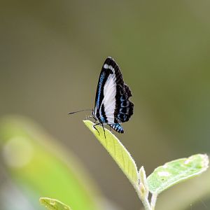 Small Green-Banded Blue