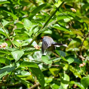 hovering Eastern Spinebill