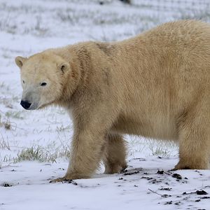 Polar Bear