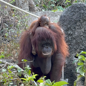 Bornean orangutan
