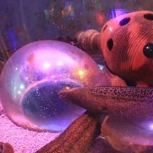 Morays, Fantasy Aquarium, Xi'an