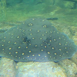 Freshwater Stingray ID, Fantasy Aquarium, Xi'an