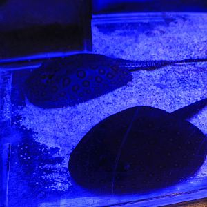 Freshwater Stingray ID, Fantasy Aquarium, Xi'an