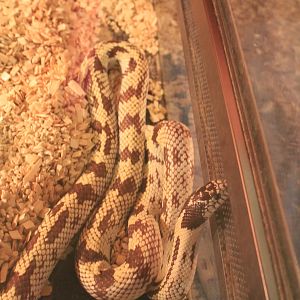 snake ID, Fantasy Aquarium, Xi'an