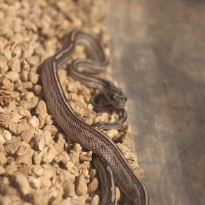 snake ID, Fantasy Aquarium, Xi'an