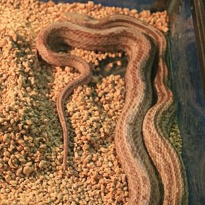 snake ID, Fantasy Aquarium, Xi'an