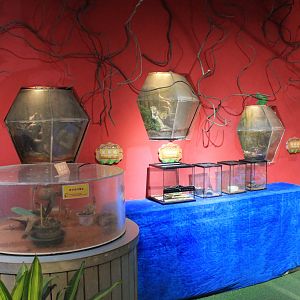 Reptile area at Fantasy Aquarium, Xi'an