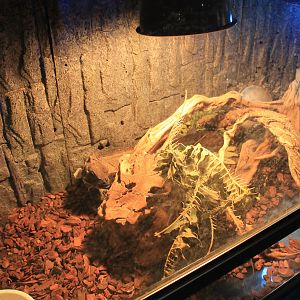 Reptile area at Fantasy Aquarium, Xi'an