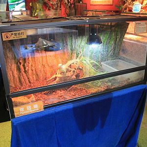 Reptile area at Fantasy Aquarium, Xi'an