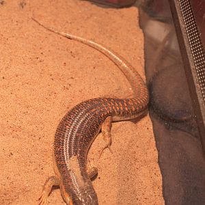 Reptile area at Fantasy Aquarium, Xi'an